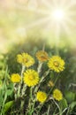 Early spring yellow flowers mother and stepmother bright sun rays spring background