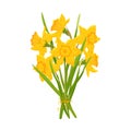 Early spring yellow narcissus and garden flowers symbols isolated on white set. Elements Illustration of nature flower Royalty Free Stock Photo