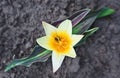 Early spring yellow tulip Royalty Free Stock Photo