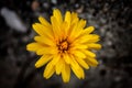 2020 early spring. Yellow wild flower blossomed near a wall