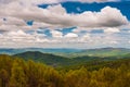 Early spring yellows and greens in Shenandoah National Park Royalty Free Stock Photo