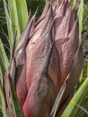 Yucca plant, preparing to bloom Royalty Free Stock Photo