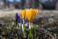 Early springtime with blossom crocus Royalty Free Stock Photo