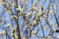 Early springtime with closeup of goat willow branches a little bit before blooming Royalty Free Stock Photo