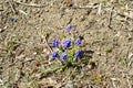 Early Springtime Grape Hyacinth Blooming