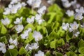 Spring closeup of small white blossoms and fresh green leaves of Wood-sorrel in forest Royalty Free Stock Photo