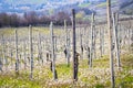 Oltrepo Pavese springtime vineyards. Color image Royalty Free Stock Photo