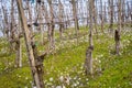 Oltrepo Pavese springtime vineyards. Color image Royalty Free Stock Photo