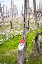 Oltrepo Pavese springtime vineyards. Color image Royalty Free Stock Photo