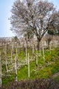 Oltrepo Pavese springtime vineyards. Color image Royalty Free Stock Photo