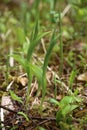 Early sprouts of the Ladys-slipper orchid Cypripedium calceolus Royalty Free Stock Photo