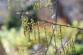 Early Stachyurus praecox, pendant, bell-shaped, pale yellow flowers