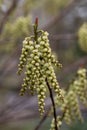 Early Stachyurus praecox pending racemes of flowers