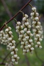 Early Stachyurus praecox, pendant racemes of green-yellow flowers