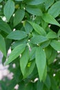 Early Stachyurus praecox, foliage