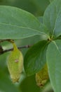 Early Stachyurus praecox, fruit