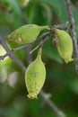 Early Stachyurus praecox, pending fruit