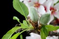 Early stage of almonds growing on a almond tree branch isolated Royalty Free Stock Photo