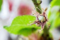 Early stage of almonds growing on a almond tree branch isolated Royalty Free Stock Photo