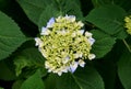 Early stage of hydrangea blooms in the Spring Royalty Free Stock Photo