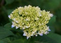 Early stage of hydrangea blooms in the Spring Royalty Free Stock Photo
