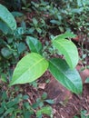 Small jack fruit plant in the garden Royalty Free Stock Photo