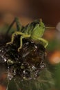 Close up of an early Stage, very young, Nymph Locust Royalty Free Stock Photo