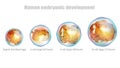 Early stages Human embryonic development. Embryogenesis. Human Embryology Royalty Free Stock Photo