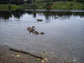 In the early summer, a family of ducks swims on the river. A duck is a female and several ducklings in the water Royalty Free Stock Photo