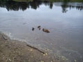 In the early summer, a family of ducks swims on the river. A duck is a female and several ducklings in the water Royalty Free Stock Photo