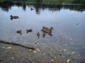 In the early summer, a family of ducks swims on the river. A duck is a female and several ducklings in the water Royalty Free Stock Photo