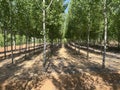 The poplar trees stand in neat rows, as if welcoming the arrival of summer