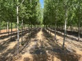 The poplar trees stand in neat rows, as if welcoming the arrival of summer
