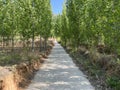 The poplar trees stand in neat rows, as if welcoming the arrival of summer