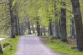 Early summer gravel walkway with trees on both sides next to Gota Kanal Royalty Free Stock Photo