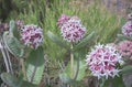 Meadow Of Beautiful Pink Blooming Milkweed Plants Asclepias speciosa In Browns Park, Colorado