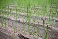 Early summer growth cycle of asparagus plant, fern development