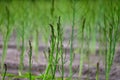 Early summer growth cycle of asparagus plant, fern development