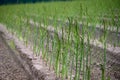 Early summer growth cycle of asparagus plant, fern development