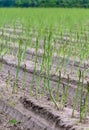 Early summer growth cycle of asparagus plant, fern development