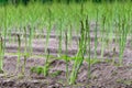 Early summer growth cycle of asparagus plant, fern development