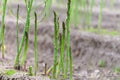 Early summer growth cycle of asparagus plant, fern development