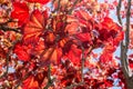 Early summer Maple Leaf with natural red leaves