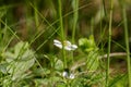 In early summer, in the middle of the meadow Royalty Free Stock Photo