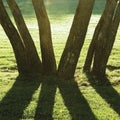 Early Summer Morning Dawn, Sunrise Shaded Backlit Park Trees, Bright Parkland Lawn, Large Vertical Trunks Closeup