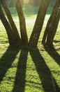 Early Summer Morning Dawn, Sunrise Shaded Backlit Park Trees, Bright Parkland Lawn, Large Vertical Trunks Closeup Royalty Free Stock Photo