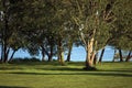 Early Summer Morning Dawn Sunrise, Trees Near The River Bank Bright Parkland Lawn Horizontal Royalty Free Stock Photo