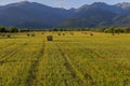 Early summer morning field with round straw bales near the mountains. Royalty Free Stock Photo
