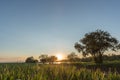 Early summer morning on a large lake surrounded by beautiful wide willows. Green grass covered with dew at sunrise. Beautiful Royalty Free Stock Photo