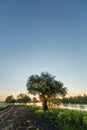 Early summer morning on a large lake surrounded by beautiful wide willows. Green grass covered with dew at sunrise. Beautiful Royalty Free Stock Photo